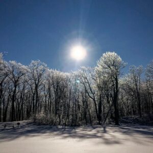 Sun shining over frost-covered trees in Sussex County winter forest, creating sparkling effect on snow