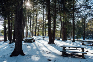 Snow-covered picnic area in pine forest with sunlight streaming through trees, creating long shadows on fresh snow